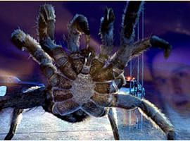 〈프릭스〉(2002)의 과시욕 강한 거미